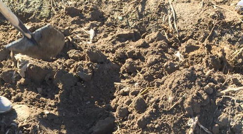 山丹 推廣全生物可降解地膜，為土壤“凈身”，為環(huán)境減負